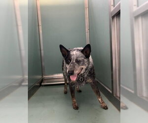 Mutt Dogs for adoption in Moreno Valley, CA, USA