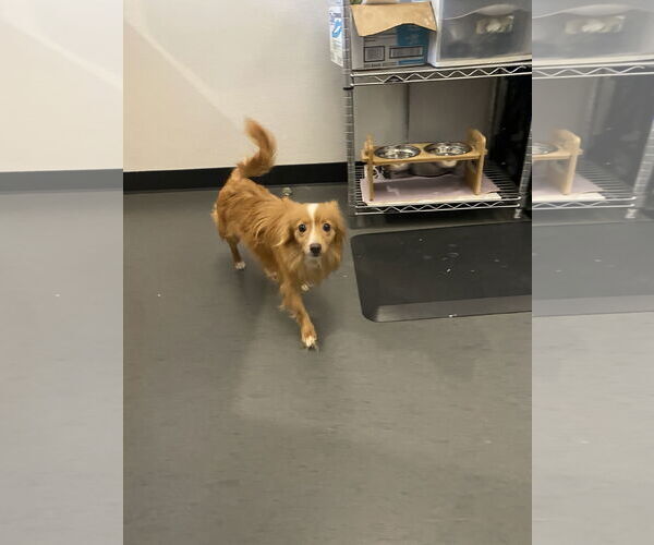 Medium Photo #7 Pomeranian-Unknown Mix Puppy For Sale in San Francisco, CA, USA