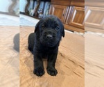 Puppy 6 Labrador Retriever