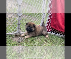 Chow Chow Puppy for sale in DRUMMONDS, TN, USA