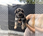 Small Photo #7 German Shepherd Dog Puppy For Sale in MIAMI BEACH, FL, USA