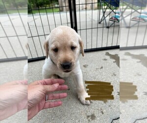 Labrador Retriever Puppy for Sale in KNIGHTDALE, North Carolina USA