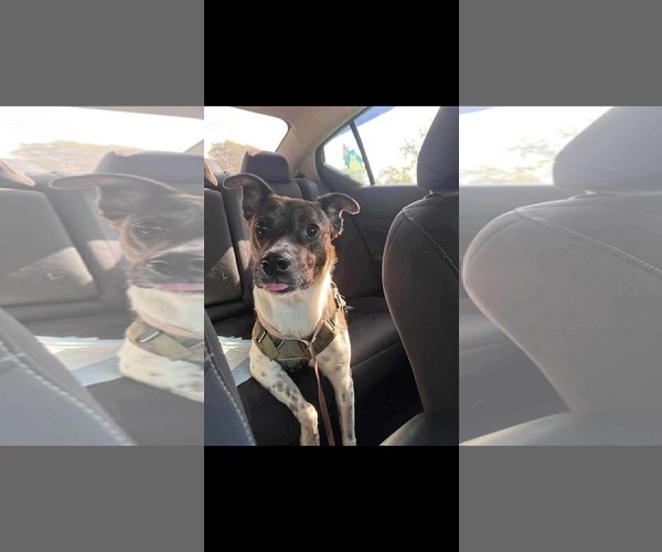 Medium Photo #3 Pointer-Unknown Mix Puppy For Sale in Westwood, NJ, USA