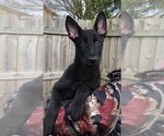 Small Photo #6 German Shepherd Dog Puppy For Sale in OSTRANDER, OH, USA