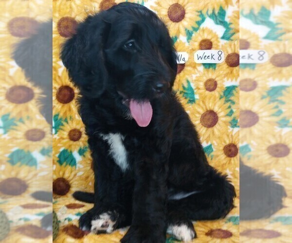 Medium Photo #3 Labradoodle Puppy For Sale in MOMEYER, NC, USA