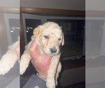 Small Photo #8 Goldendoodle Puppy For Sale in PLAINFIELD, IL, USA