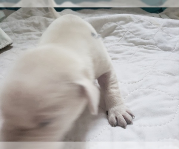 Medium Photo #23 Labrador Retriever Puppy For Sale in NEW LENOX, IL, USA