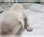 Small Photo #23 Labrador Retriever Puppy For Sale in NEW LENOX, IL, USA