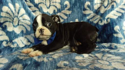 Medium Photo #5 Boston Terrier Puppy For Sale in LANCASTER, PA, USA