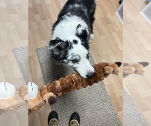 Medium Photo #5 Collie-Unknown Mix Puppy For Sale in St. Cloud, MN, USA