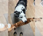 Small #4 Collie Mix