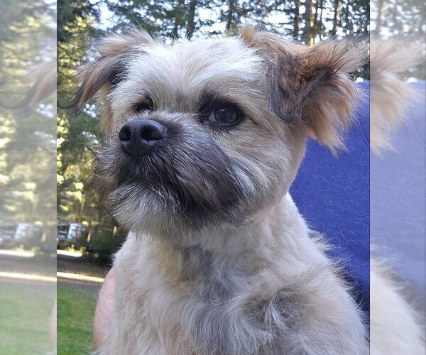 Medium Photo #4 Mutt Puppy For Sale in Olalla, WA, USA