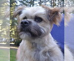 Small #3 Mutt