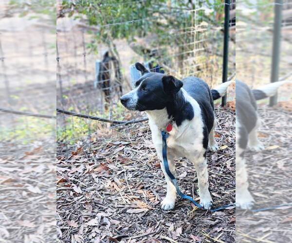 Medium Photo #2 Mutt Puppy For Sale in Paso Robles, CA, USA