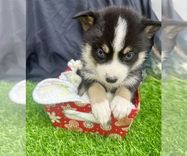 Medium Photo #5 Pomsky-Shiba Inu Mix Puppy For Sale in NASHUA, NH, USA