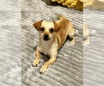 Small Photo #2 Chiweenie Puppy For Sale in Arlington, VA, USA