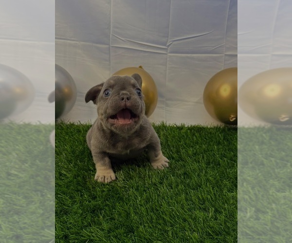 Medium Photo #7 French Bulldog Puppy For Sale in LEWISVILLE, TX, USA