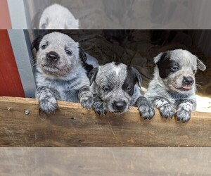 Australian Cattle Dog-Stump Double Cattle Dog Mix Puppy for sale in BROOKLYN HEIGHTS, MO, USA