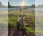 Small #3 Chihuahua Mix
