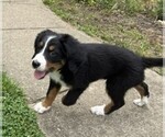 Puppy Daisy Bernese Mountain Dog