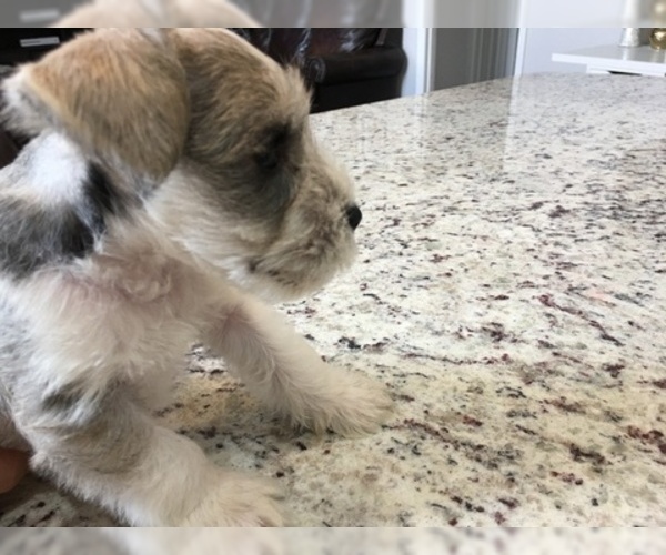 Medium Photo #7 Schnauzer (Miniature) Puppy For Sale in VALRICO, FL, USA