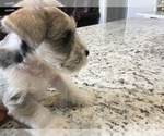 Small Photo #7 Schnauzer (Miniature) Puppy For Sale in VALRICO, FL, USA