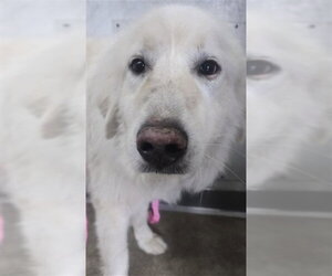 Great Pyrenees Dogs for adoption in San Bernardino, CA, USA