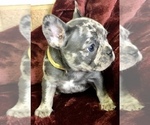 Small Photo #15 French Bulldog Puppy For Sale in BUCKS BAR, CA, USA