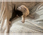 Small Photo #2 American Pit Bull Terrier Puppy For Sale in BUFFALO, NY, USA