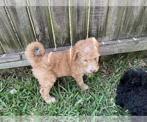 Goldendoodle Puppy for sale in SYLVANIA, GA, USA