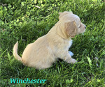 Small Photo #15 Cavapoo Puppy For Sale in BATESVILLE, IN, USA