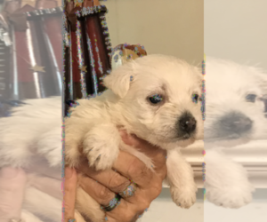 West Highland White Terrier Puppy for sale in S BRUNSWICK, NC, USA