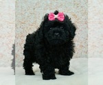 Small #2 Poodle (Toy)