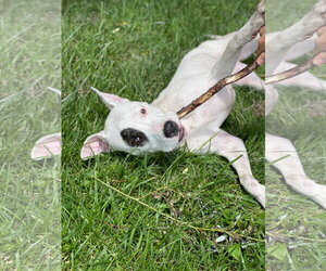 Mutt Dogs for adoption in Techny, IL, USA