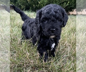 Cavapoo Puppy for sale in BAY SHORE, NY, USA