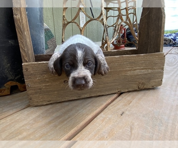 Medium Photo #30 German Wirehaired Pointer Puppy For Sale in PAOLA, KS, USA