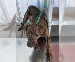 Mutt Dogs for adoption in Bakersfield, CA, USA