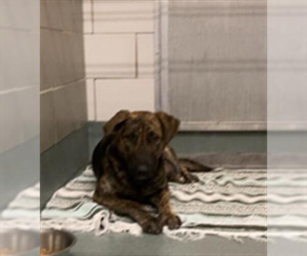 Medium Photo #1 German Shepherd Dog-Unknown Mix Puppy For Sale in Baytown, TX, USA