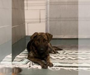 German Shepherd Dog-Unknown Mix Dogs for adoption in Baytown, TX, USA