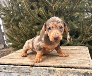 Dachshund Puppy for sale in MIDDLEBURY, IN, USA