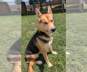 Gerberian Shepsky Dogs for adoption in Plano, TX, USA