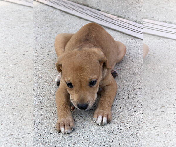 Medium Photo #2 Labrador Retriever-Unknown Mix Puppy For Sale in The Woodlands, TX, USA