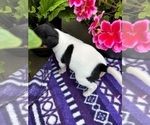 Small Photo #3 Rat Terrier Puppy For Sale in TAMPICO, IL, USA