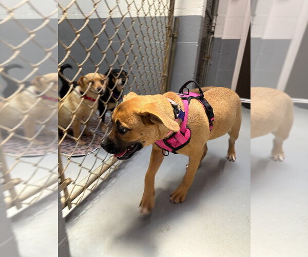 Medium Photo #3 Boxer-Unknown Mix Puppy For Sale in Ellijay, GA, USA
