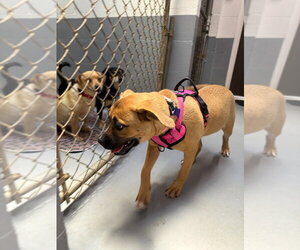 Pebbles - Female Boxer-Unknown Mix Dog for Adoption - Photo #3