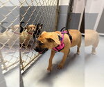 Small #2 Boxer Mix