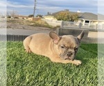 Small #11 French Bulldog