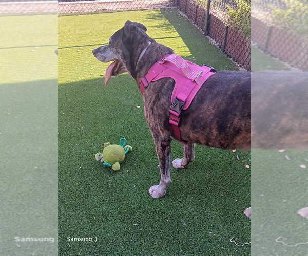 Medium Photo #2 American Pit Bull Terrier Puppy For Sale in Salinas, CA, USA