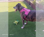 Small #1 American Pit Bull Terrier