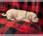 Small Photo #10 Labrador Retriever Puppy For Sale in OAKRIDGE, OR, USA